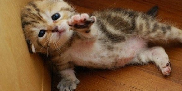 cat.jpg