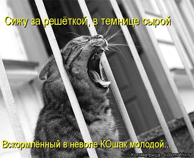 kotomatritsa_Ax.jpg