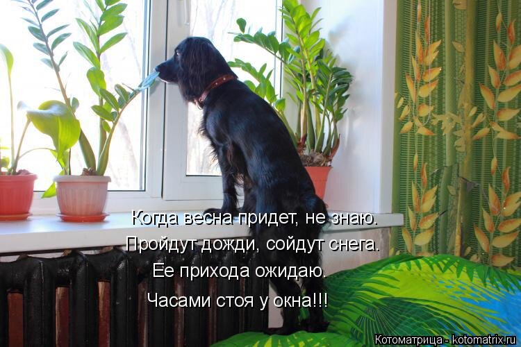 http://kotomatrix.ru/images/lolz/2015/02/12/kotomatritsa_PD.jpg