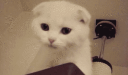 koshki40.gif