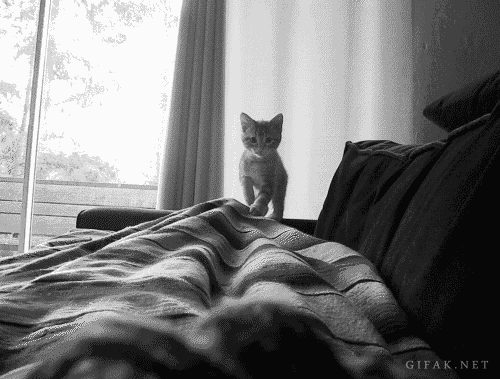 bed-black-and-white-cat-cool-Favim.com-2088315.gif