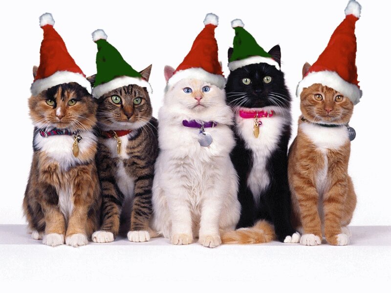 Новогодние коты и зимние кошки – фото для улыбки и настроения!
