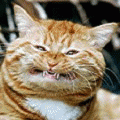 507912614.gif