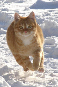 03_red_cat_and_snow.jpg