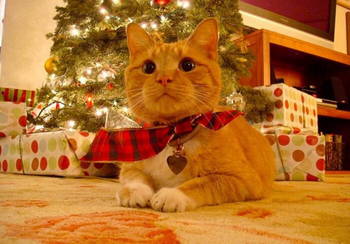 Картинки - Рыжий кот с подарочной лентой под новогодней елкой