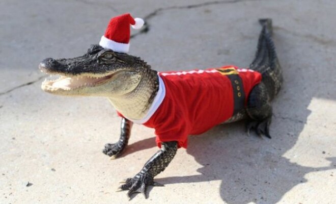 Игры и конкурсы на Новый год Свиньи 2019: для детей, семьи, взрослых,  корпоратива - 24СМИ