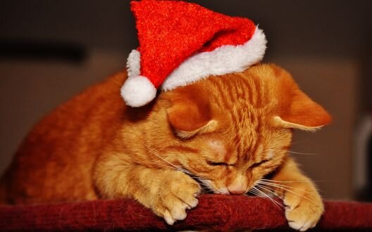 Обои Рыжий кот в новогодней шапочке на рабочий стол