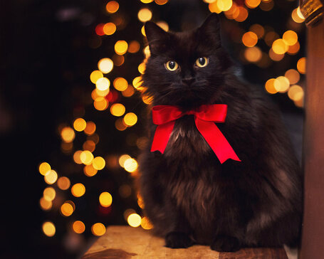 Фото Пушистая кошка с красным бантиком на шее, by Thunderi