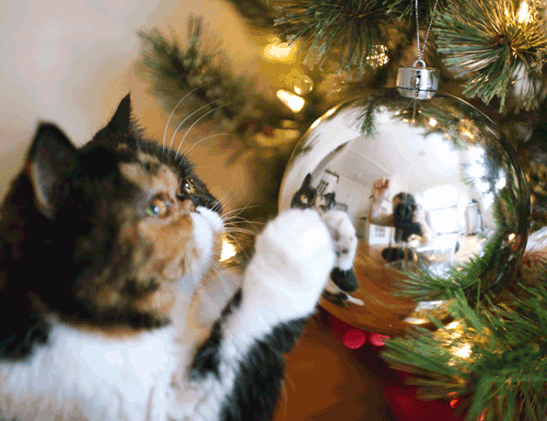 Ёлка и кот – весёлый Новый год: фото котов с новогодней ёлкой
