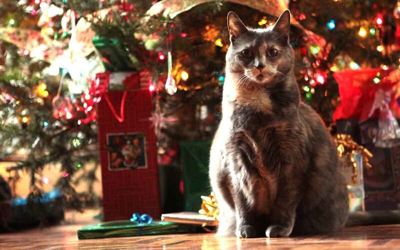 Новогодние и рождественские праздники несут проблемы и болезни для кошек,  чтоб новогодний кот был весёлым, надо запомнить эти правила