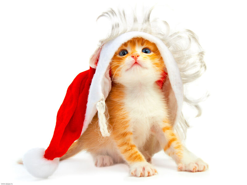 Фотогалерея "Новогодние котята" - "Рыжий котенок под новогодней шапкой" -  Фото котят