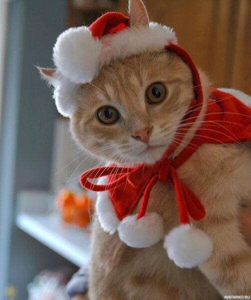 Рыжий кот в красном новогоднем костюмчике с пумпончиками — Картинки для  аватара