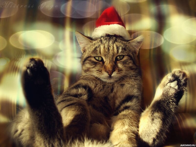 Кот в новогоднем красном колпаке сидит, задрав вверх задние лапы — Фото на  аву