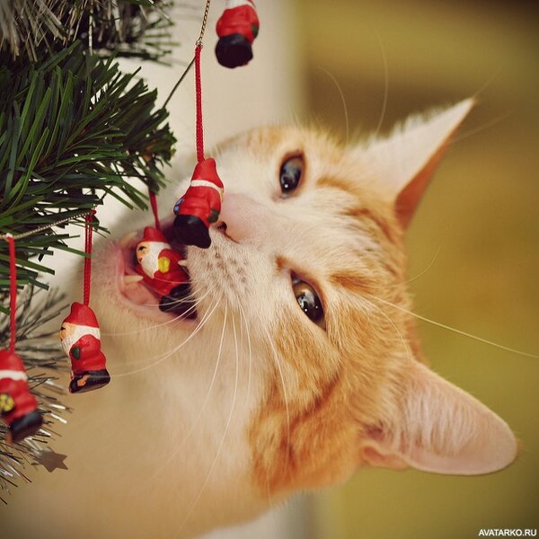 Рыжий кот кусает новогоднюю игрушку — Картинки и аватары