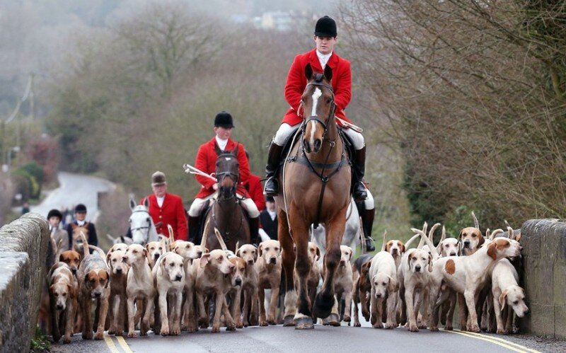 foxhunt01-800x499.jpg