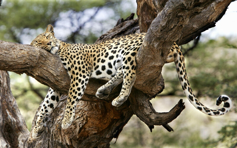 leopard_lying_big_cat_predator-668770.jpg!d