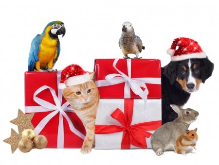 Merry Christmas! - Other & Animals Background Wallpapers on Desktop Nexus  (Image 2464544)