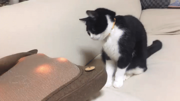 83340fafd865e742c9b4d1c7b555766b.gif