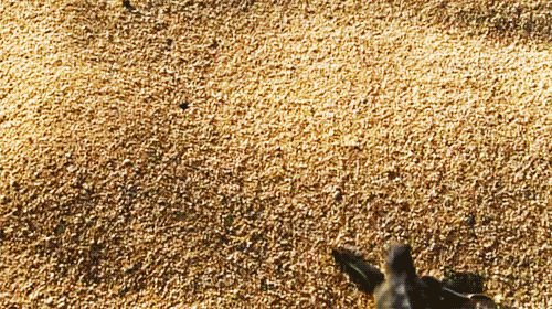 fungif-12-26.gif