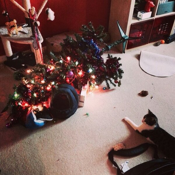 Коты играют с рождественской елкой – 15 смешных фото - Fun | Сегодня