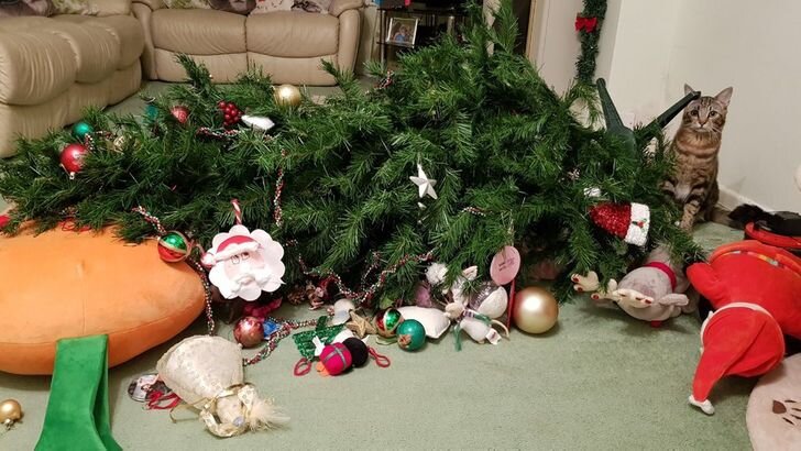 Коты играют с рождественской елкой – 15 смешных фото - Fun | Сегодня