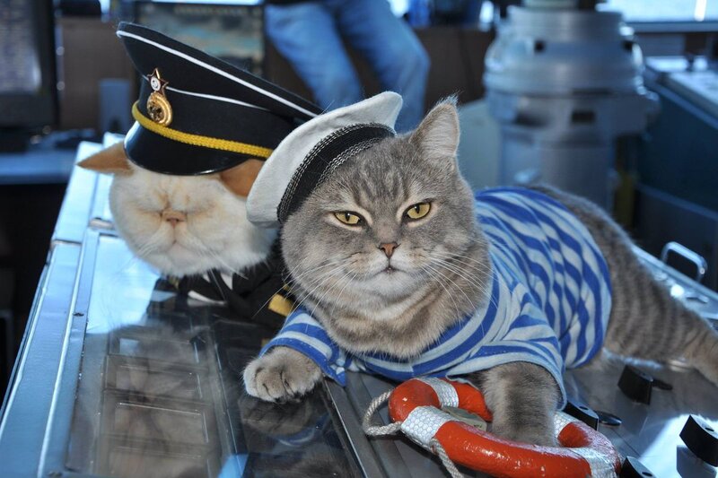 Image result for captain cat
