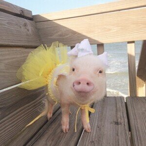 priscilla-mini-pig-48-624x624.jpg