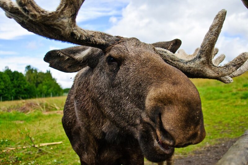 Картинки по запросу deer vs moose