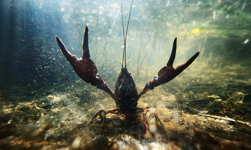 Речной рак: Особенности биологии и поведения | Пикабу