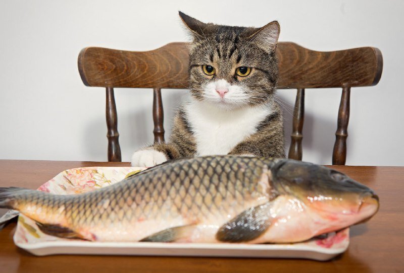 Кот и рыба | Пикабу