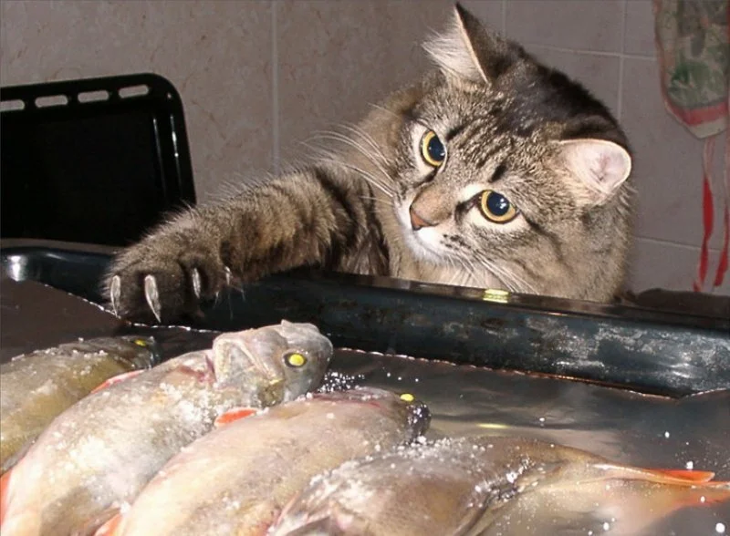 Рыба ищет где глубже, а кошка - где лежит рыба!:) | Пикабу