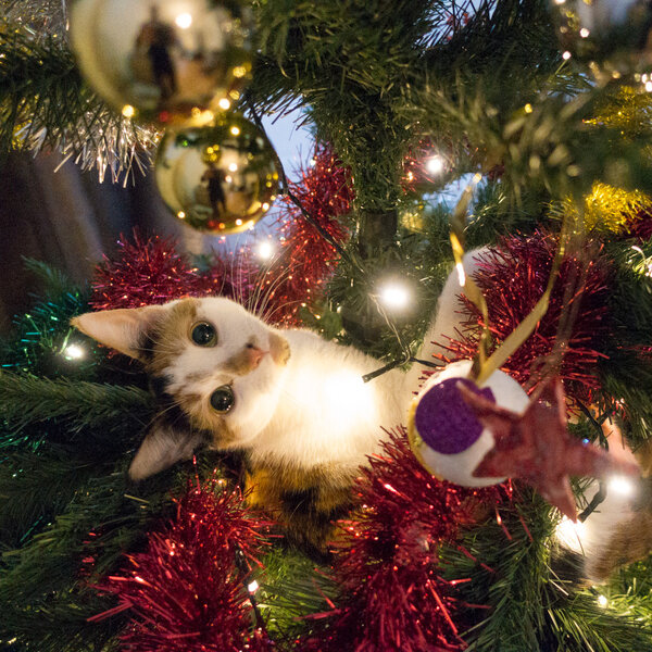 Каждый кот уверен, что елка в доме ставиться именного для него .. ) | Пикабу