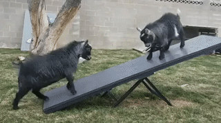 1522049483132675315.gif