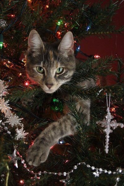 Лучшее украшение ёлки - котик :3 | Пикабу
