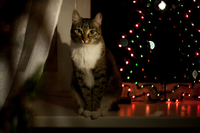 Новогодняя кошка | Пикабу