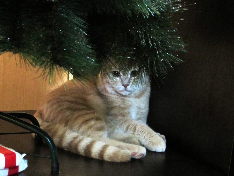 Кот пока не знает, что елку можно есть | Пикабу