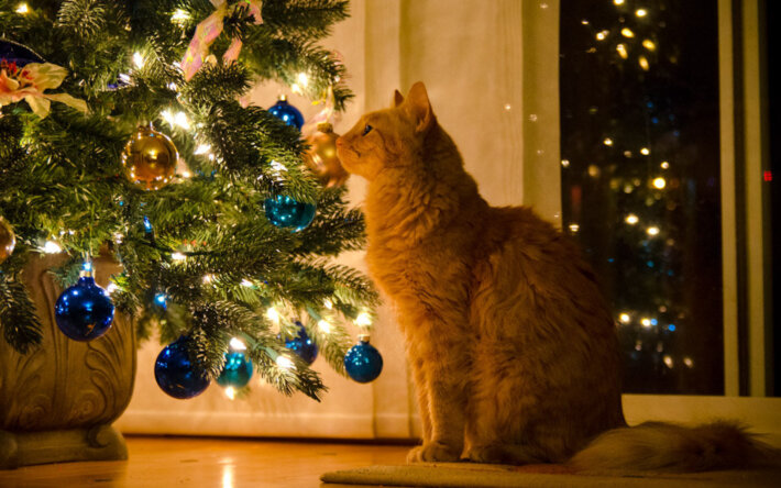 11 советов, как уберечь новогоднюю елку от кота