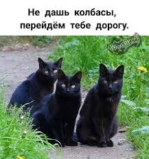 Котолина | Facebook