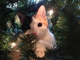 10 gatti incantati dall'albero di Natale (FOTO) | Tutto Zampe