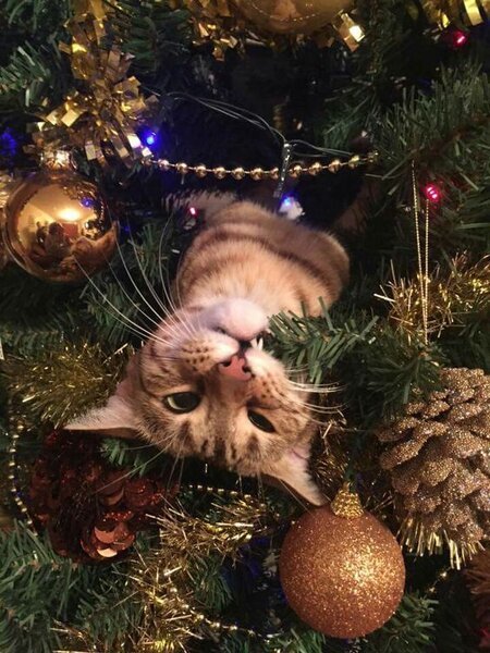 Gatti sull'Albero di Natale: le più belle immagini