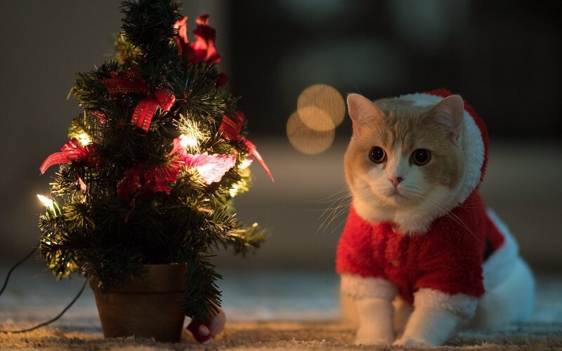 1920x1200-px-animals-cats-Christmas-Tree
