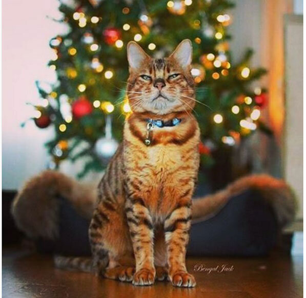 Instagram: кот и новогодняя ёлка