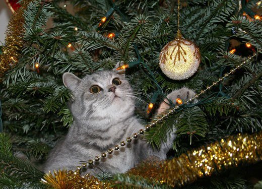 Собаки и кошки в добрые руки