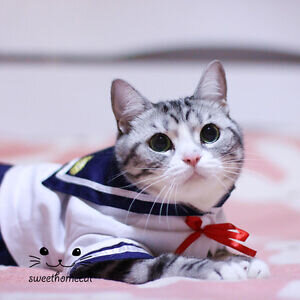 Image result for sailor kitty