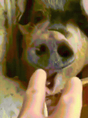 1ea52b9a687d31077de754d015dd971f.gif