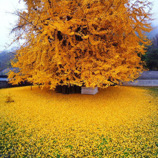 Ginkgo Tree