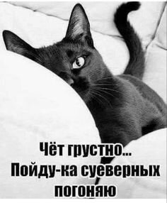 Лучшие идеи (780) доски «Юмор про кошек» | юмор про кошек, смешные котята,  смешные фотографии животных