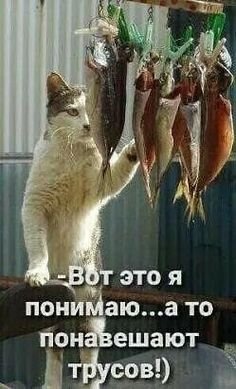 Идеи на тему «День рыбака» (10) | фотография юмор, рыболовный юмор,  картинки смех