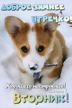 Идеи на тему «Вторник» (17) | вторник, утро вторника, доброе утро