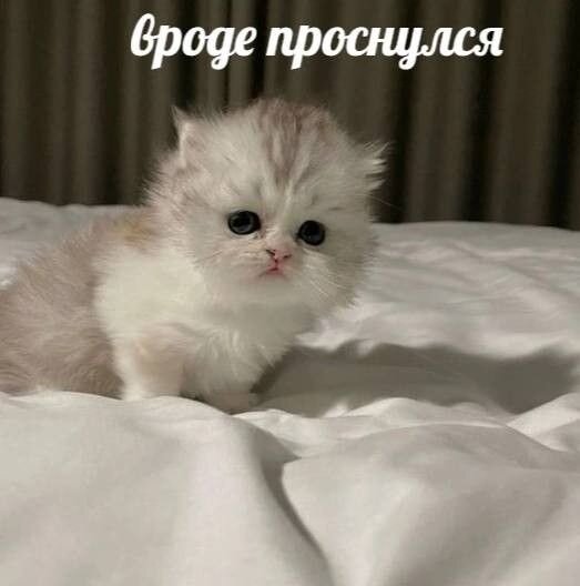 Котенок